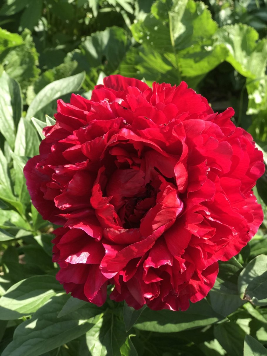 Пион Джоан Бокстос