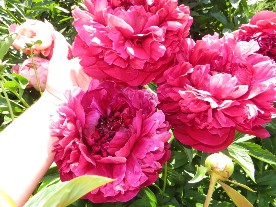 Пион Генри Бокстос