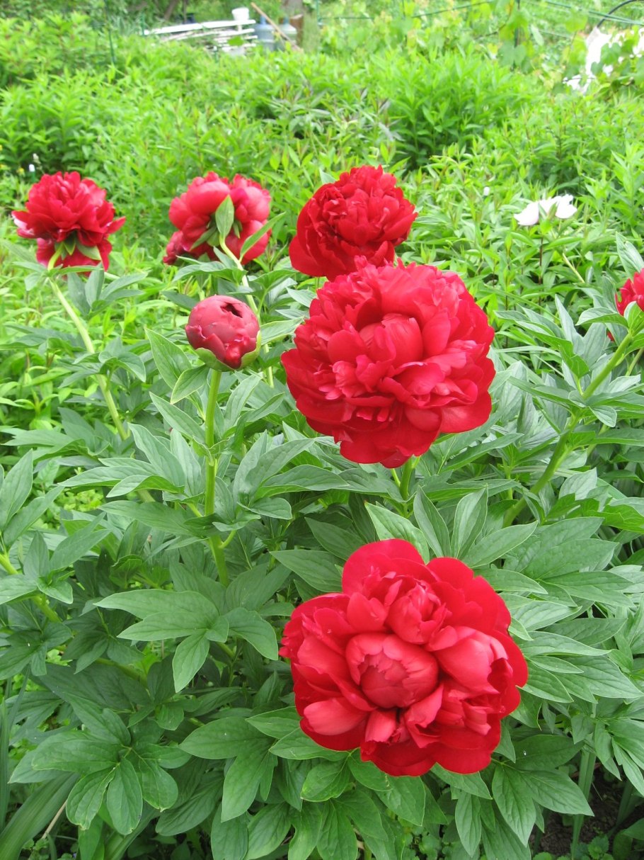 Пион молочноцветковый 'Henry Bockstoce'