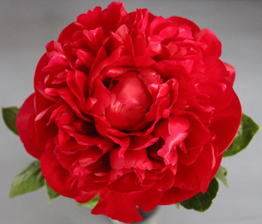 Пион Генри Бокстос