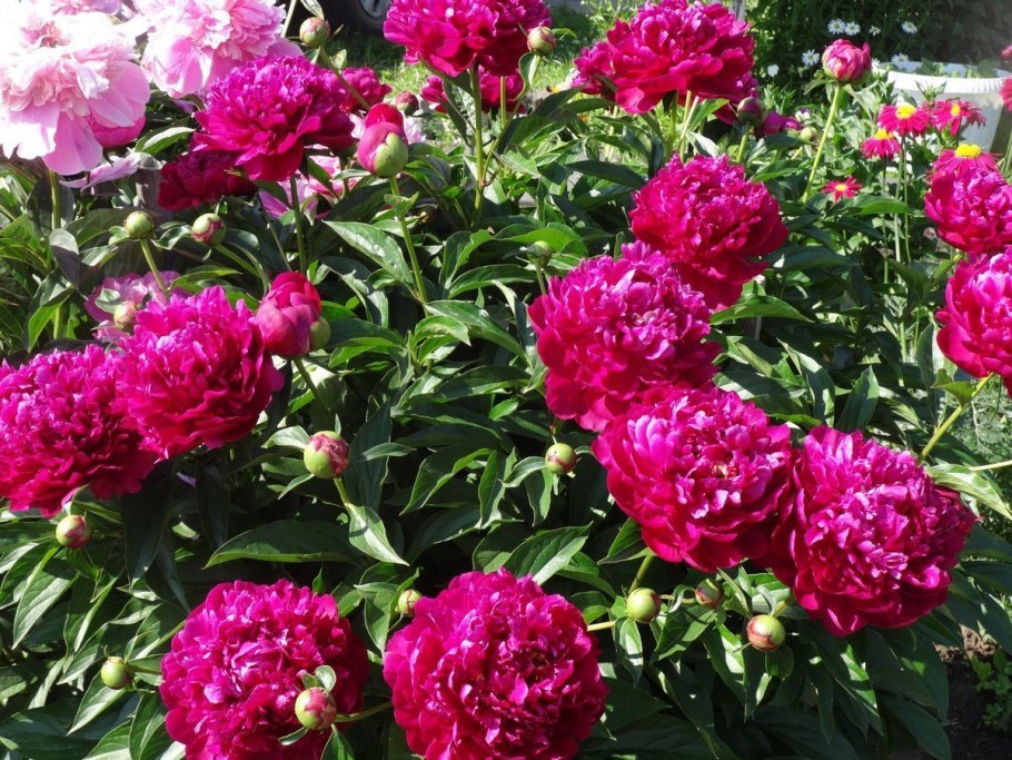 Пион травянистый ред Чарм