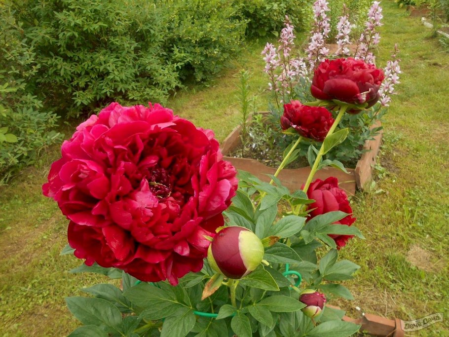 Пион Бокстос