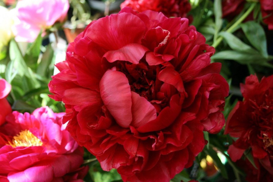 Пион Генри Бокстос