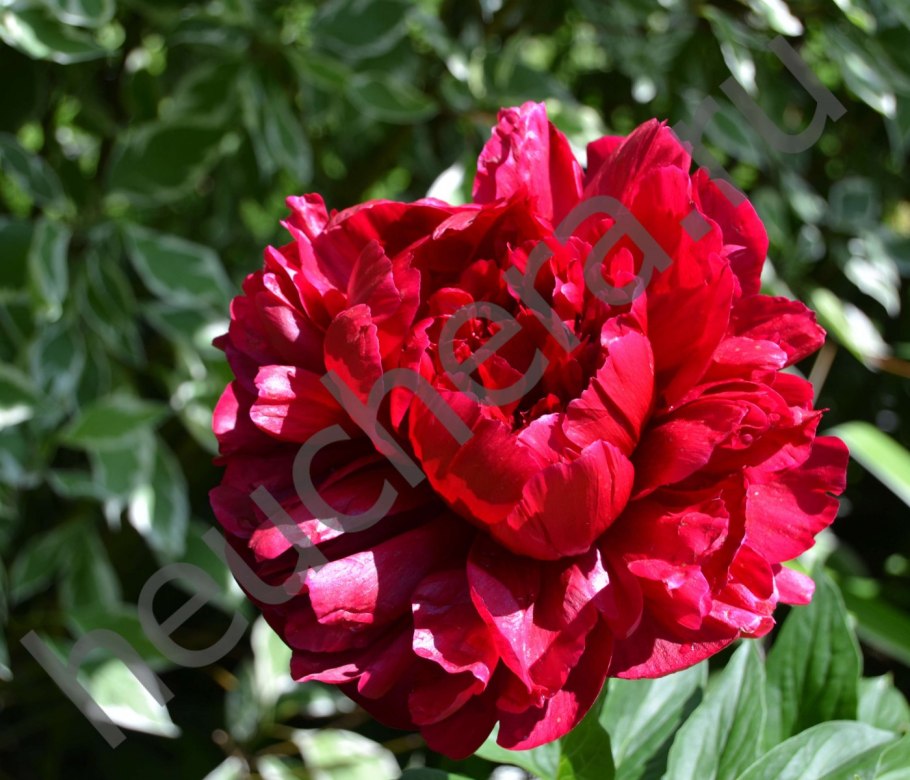 Пион генри боксток