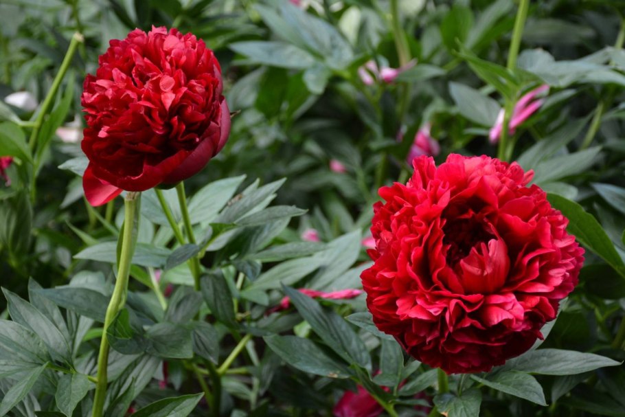 Генри Бокстос пион бургунди