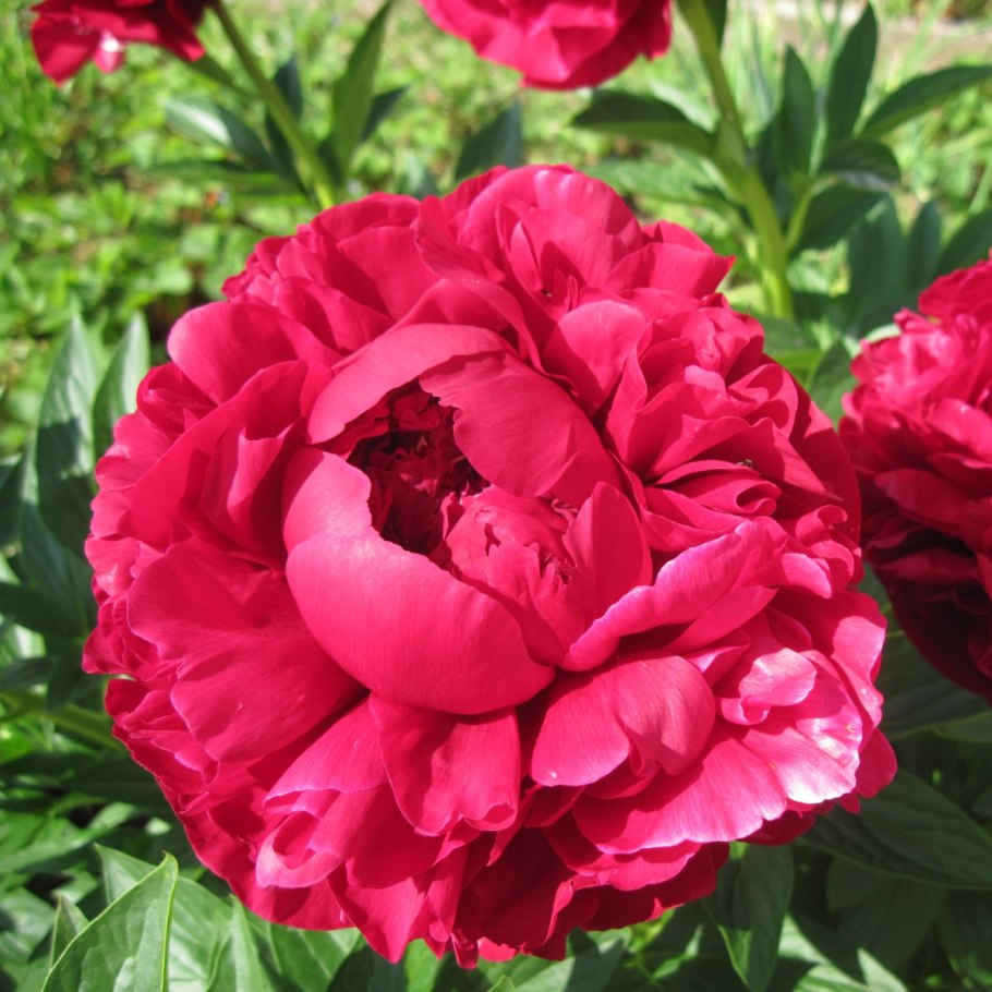 Пион молочноцветковый 'Henry Bockstoce'