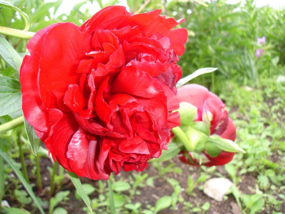 Пион Канзас