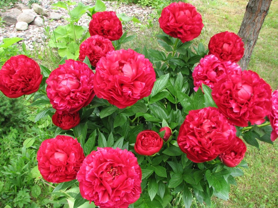 Henry Bockstoce(Генри Бокстос)