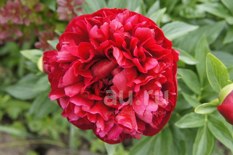 Пион Генри Бокстос Деленка