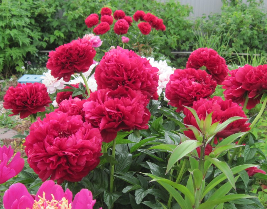 Пион Генри Бокстос купить