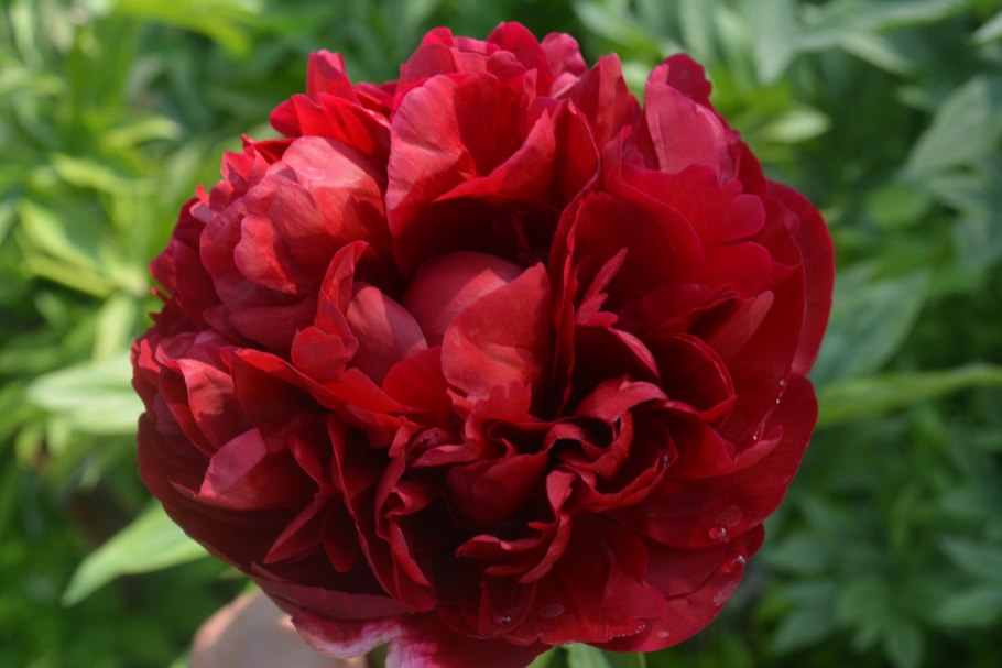 Пион Генри Бокстос