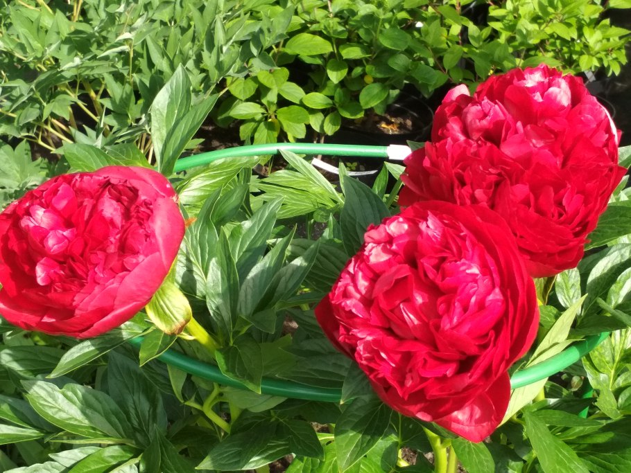 Пион Генри бриллиант