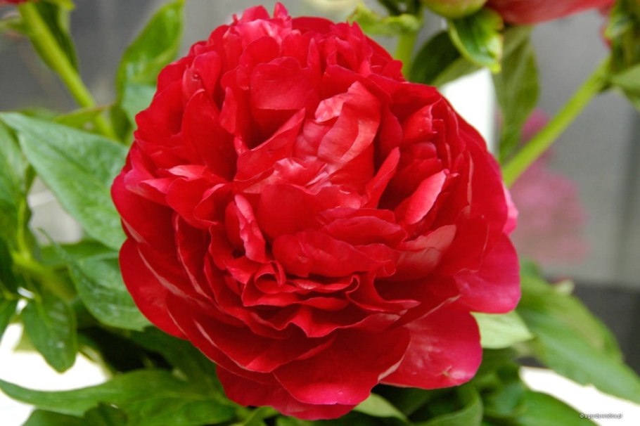 Пион Henry Bockstoce