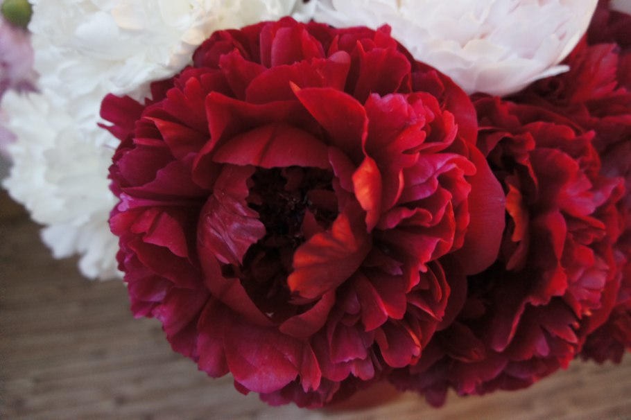 Пион бордовый