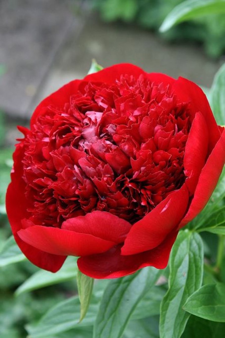 Пион Генри ЗАЗ.