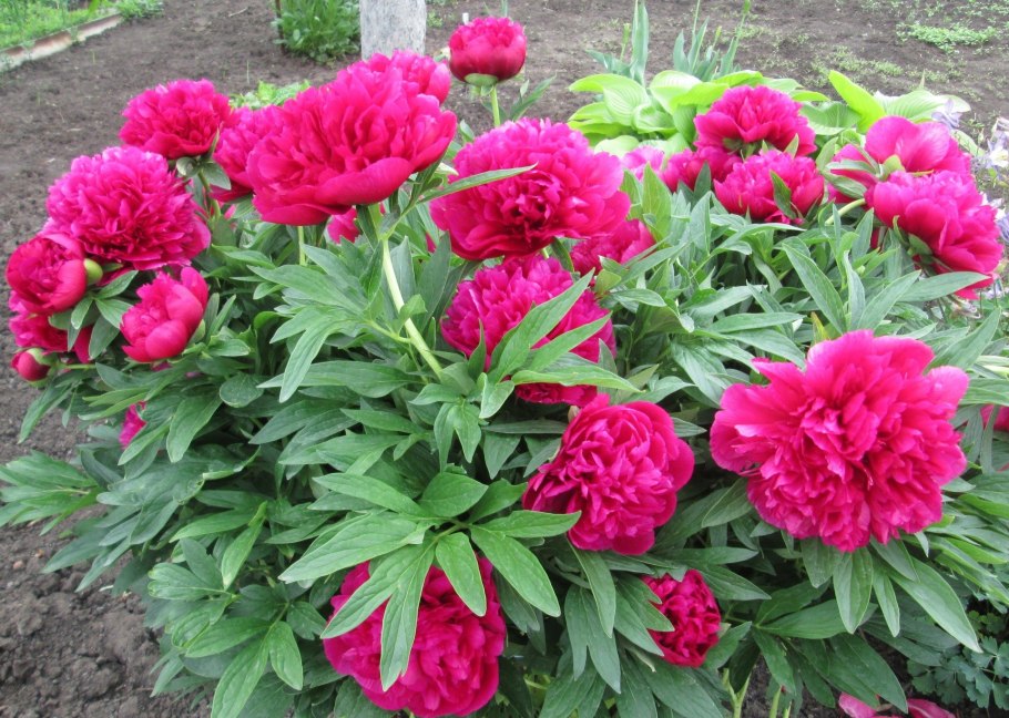 Пион молочноцветковый 'Henry Bockstoce'