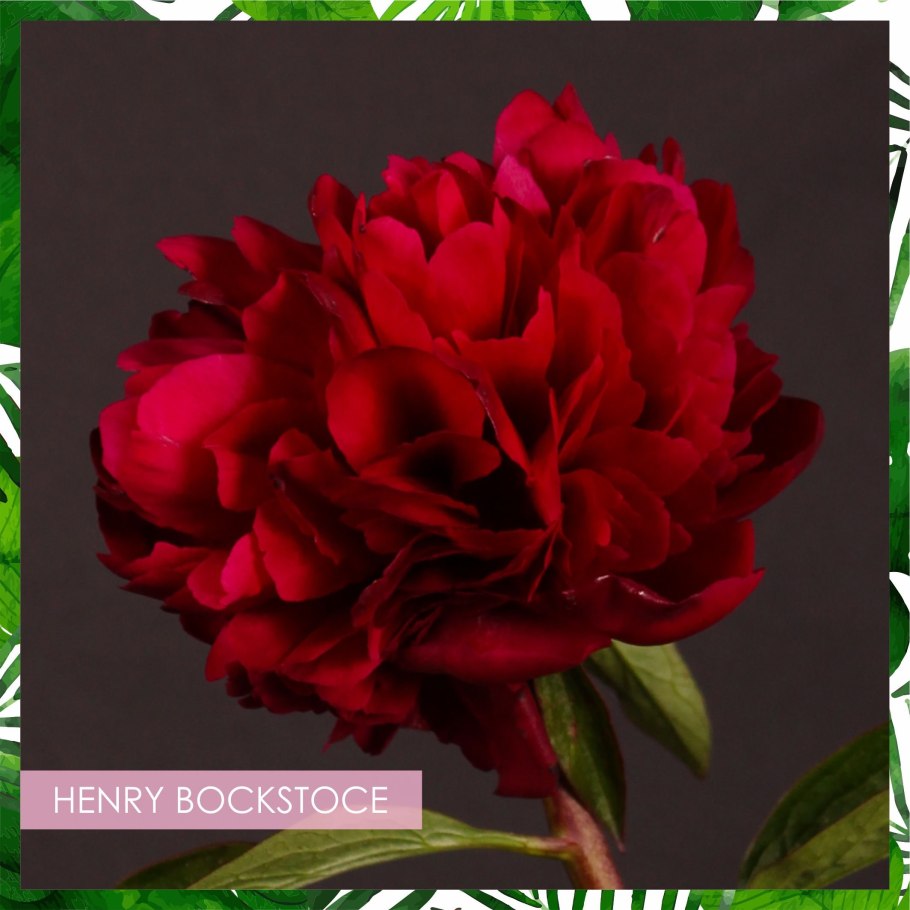 Пион Генри Бокстос