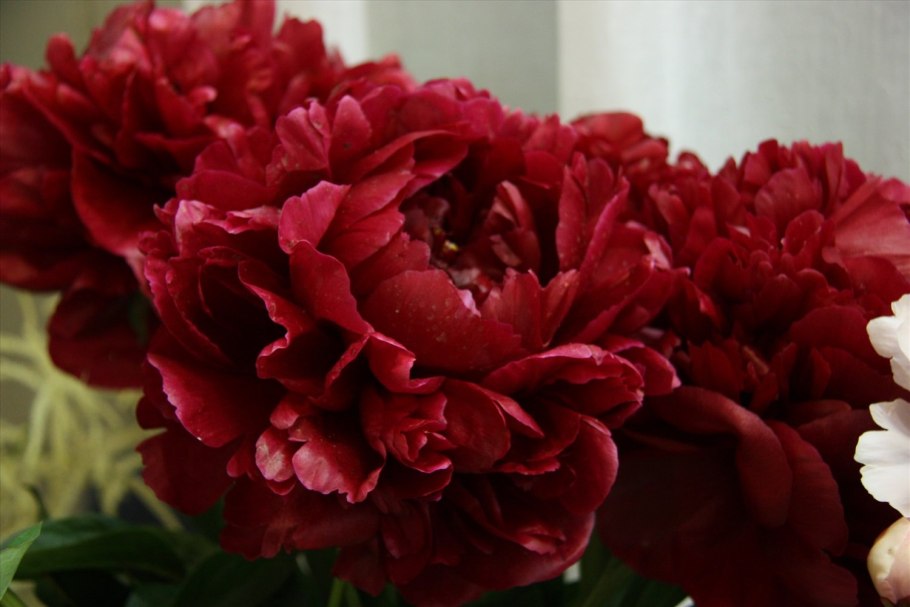 Henry Bockstoce(Генри Бокстос)