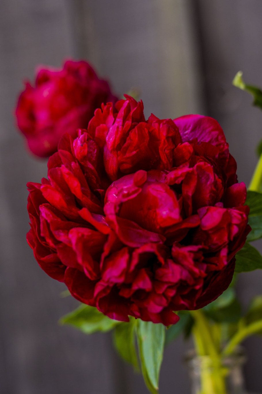 Пион генри бокстос