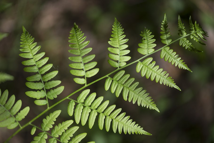 Папоротник страусник кочедыжник