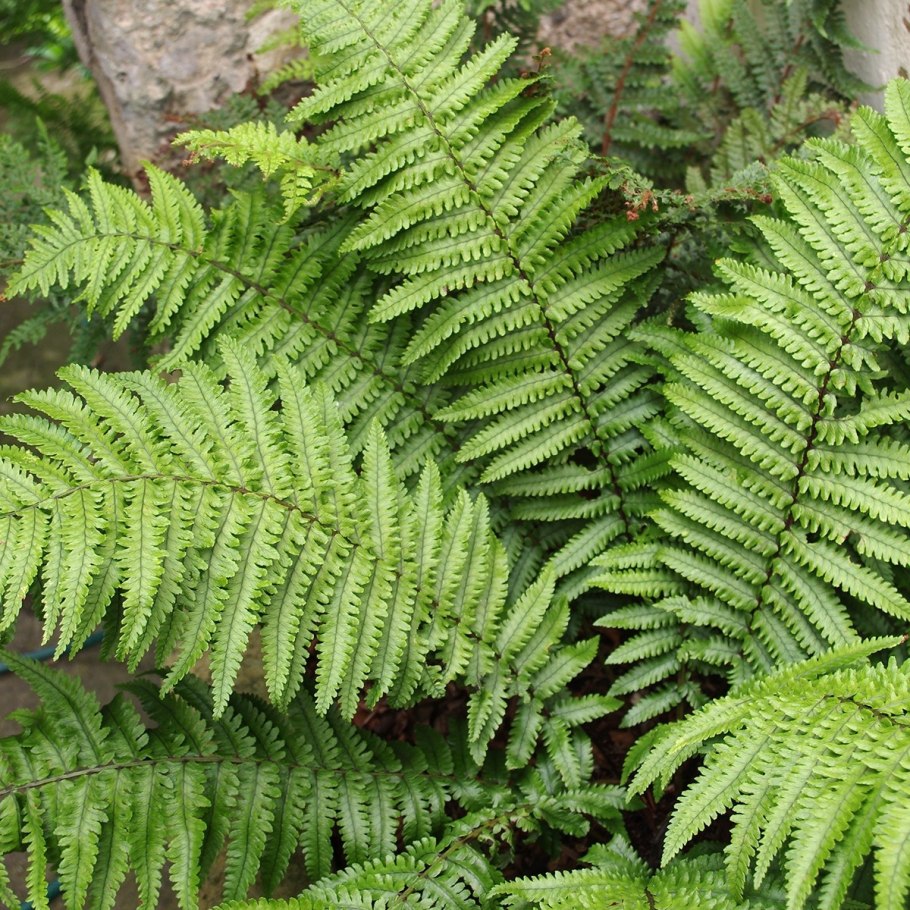 (Орляк обыкновенный (Pteridium aquilinum) расположение сорусов