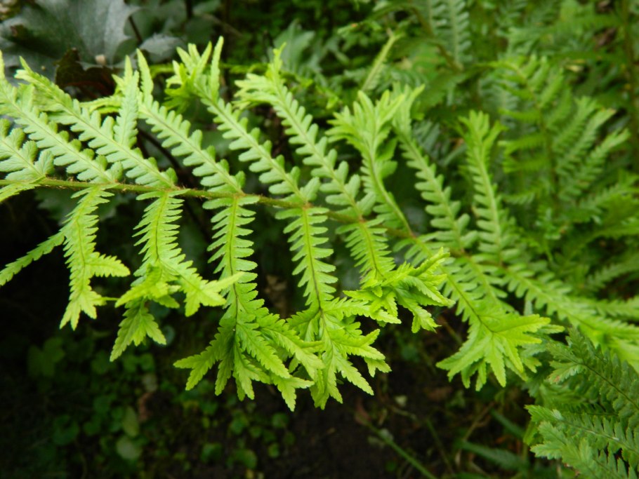 Щитовник dryopteris buschiana