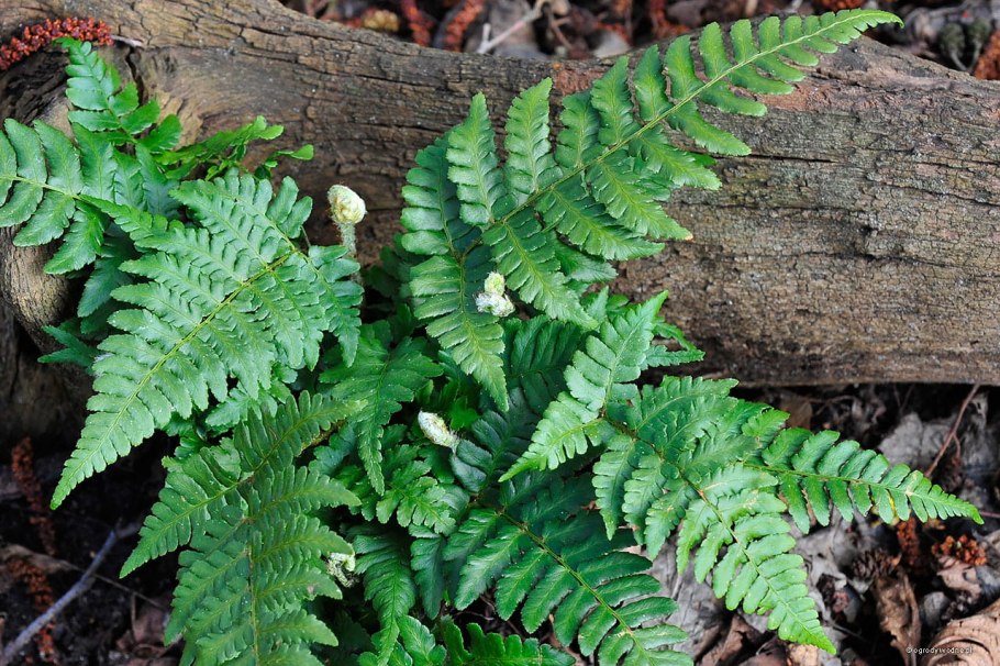 Дриоптерис комнатный