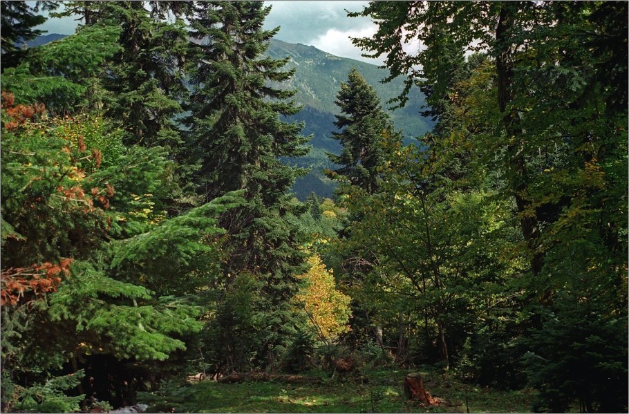 Широколиственный лес Флора