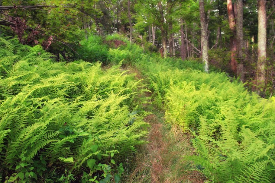 Смешанные леса и широколиственные леса России