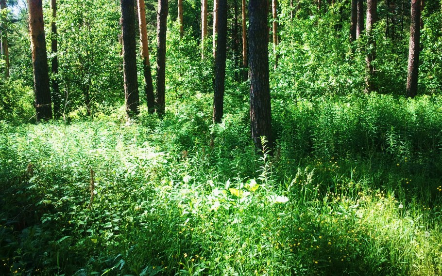 Зона широколиственный лес