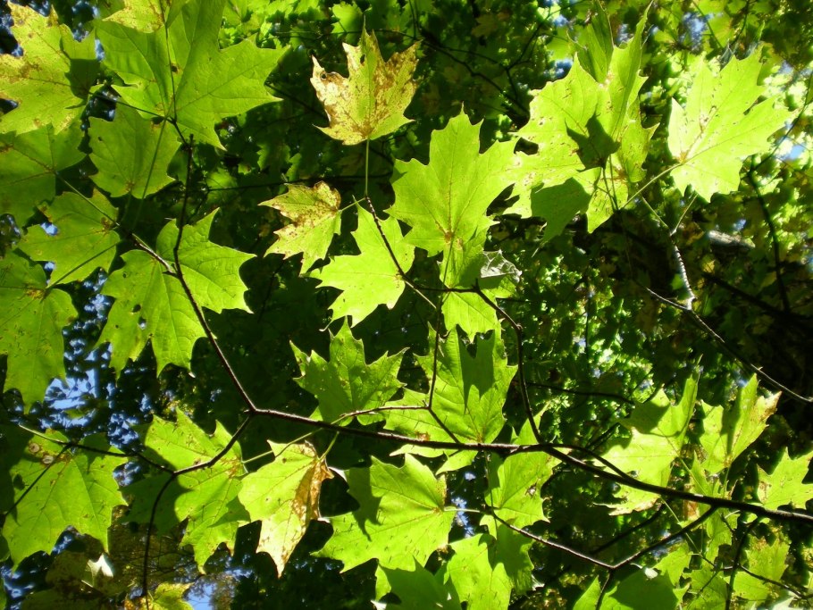 Хвойный лес Северной Америки