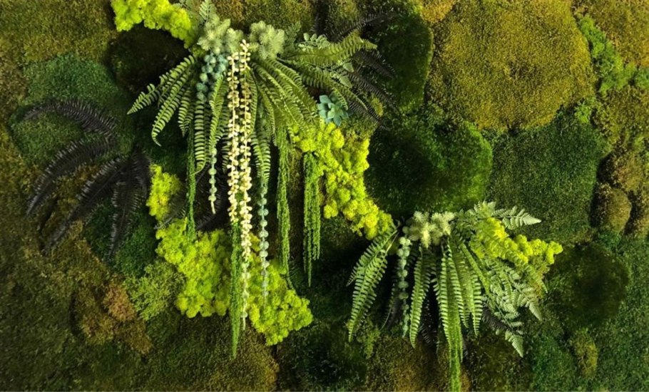 Папоротник рогатый