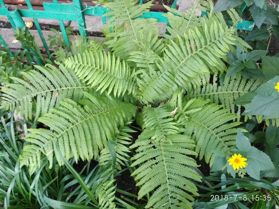 Папоротник панорама