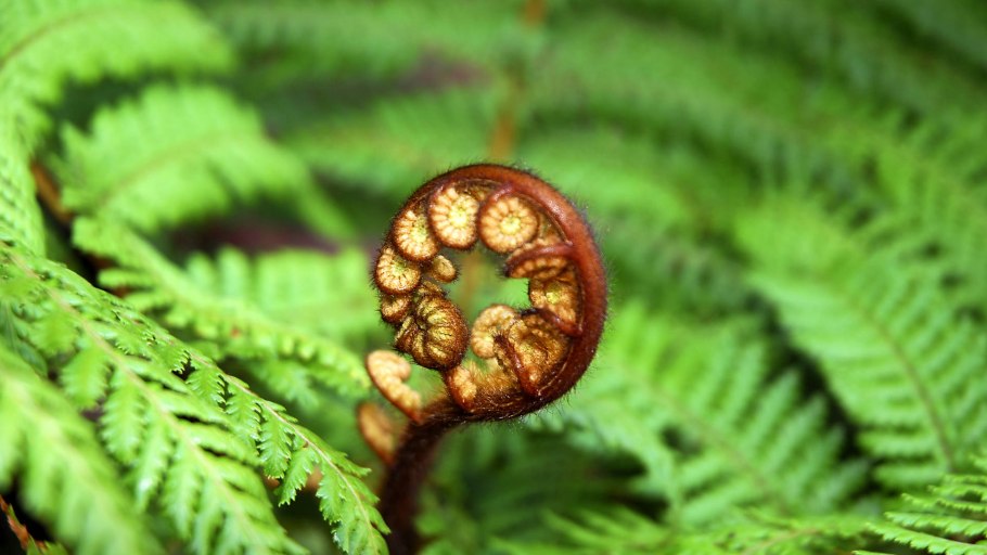 Папоротник кветка