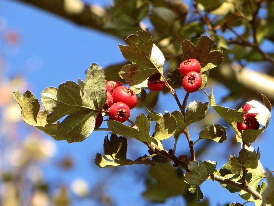 Пятнистость листьев боярышника