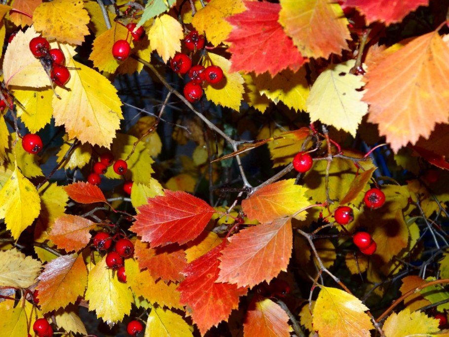 Боярышник Даурский Crataegus dahurica