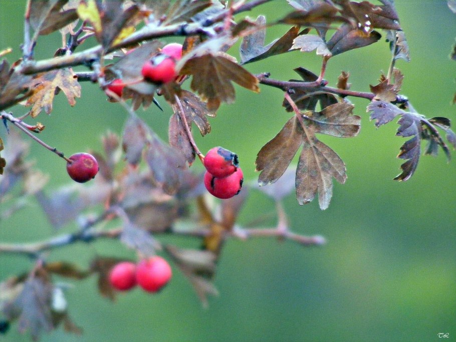 Боярышник однопестичный лист