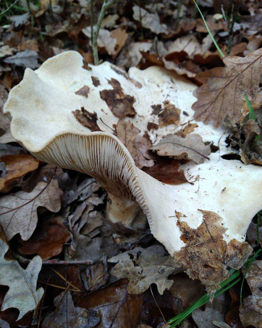 Скрипица Lactarius vellereus.