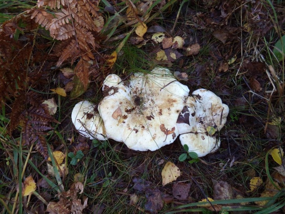 Скрипица Lactarius vellereus.