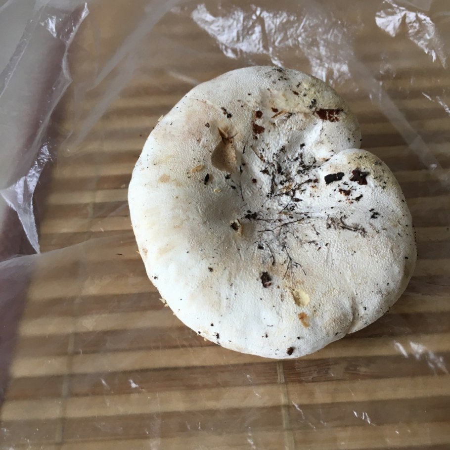 Скрипица Lactarius vellereus.