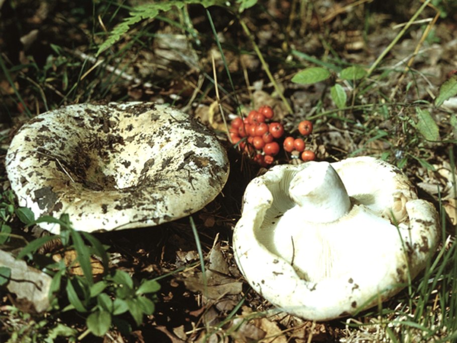 Груздь скрипица