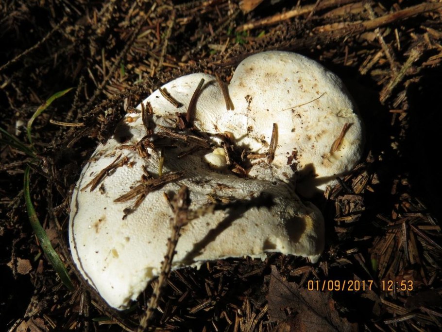 Гриб белый груздь