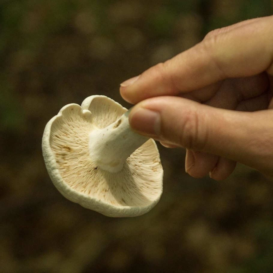 Подгруздок белый ложный