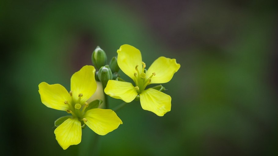 Вайлд Редиш (Wild Radish) сорт