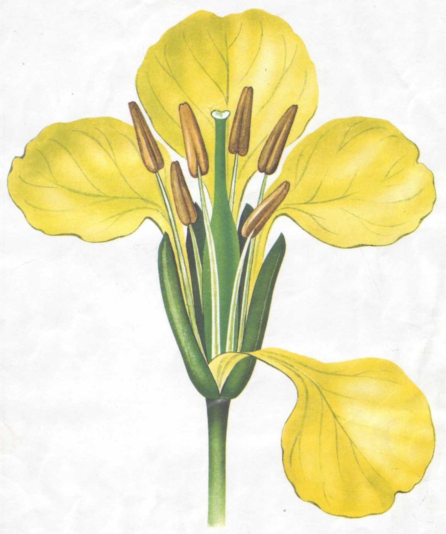 Цветок крестоцветных