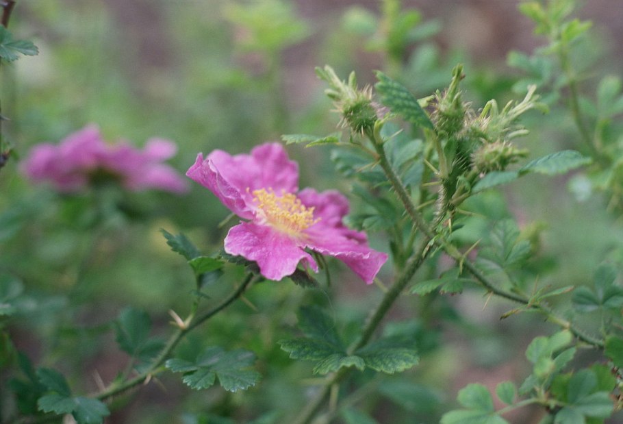Rosa canina (роза канина)
