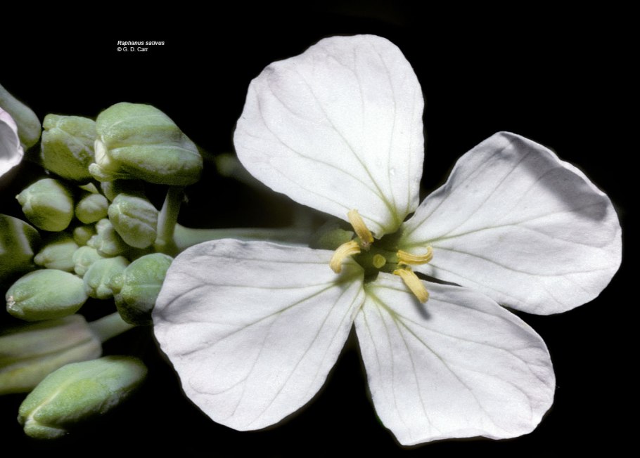 Горчица семейство крестоцветные