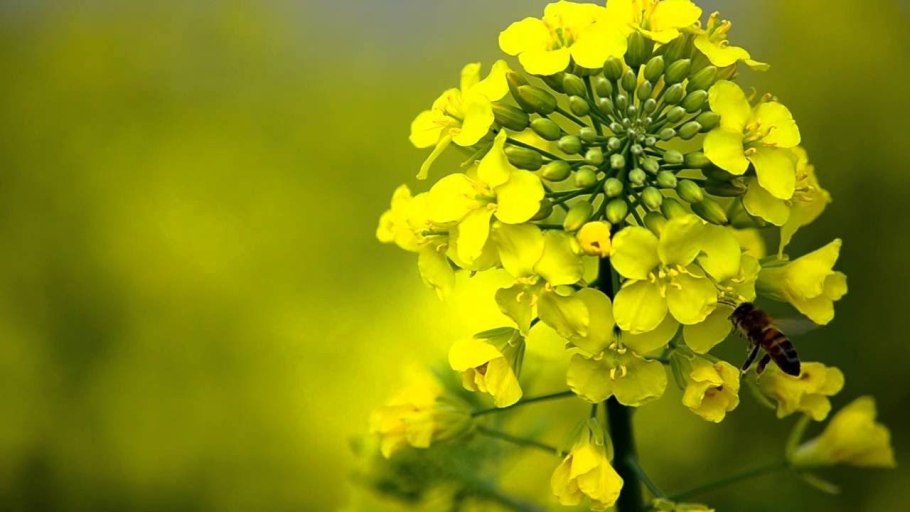 Горчица крестоцветные