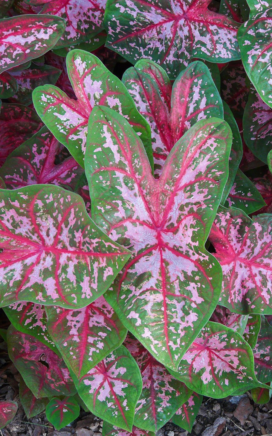 Каладиум Фиеста