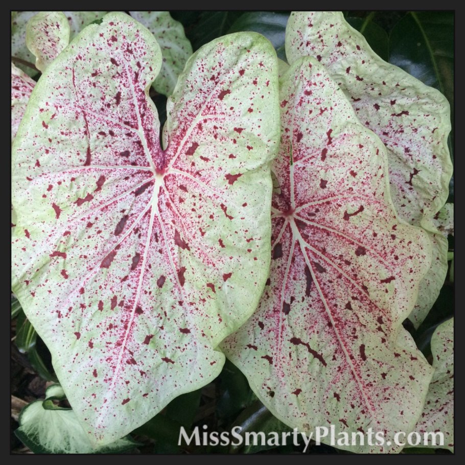 Каладиум Seafoam Pink